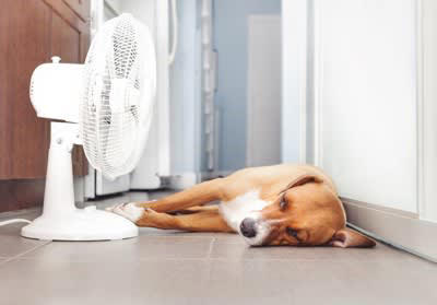 夏になるとどんなことが起こる？, 散歩量の低下などによる運動不足, わんちゃんは暑さに弱い…なぜ？, 夏場の食欲不振対策, おいしいものを少しプラス, ひんやりするなどの触感の変化や嗅覚への刺激を, 夏場の食欲不振で考えられる健康トラブル, 便秘などの消化器トラブル, 暑さによる心疾患の悪化