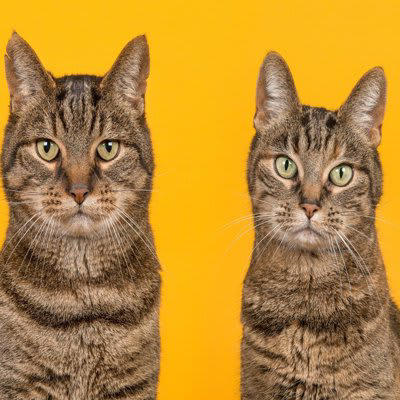 1. エネルギーを発散させる遊びを取り入れる, 2. スキンシップは猫のペースに合わせて, 3. テリトリーをしっかり確保してあげる, 4. 食事量と体重管理に気をつける, 1. 安心できる静かな環境を整える, 2. お手入れを通じたコミュニケーション, 3. 猫のペースを尊重する距離感, 4. トイレや寝床の清潔さを常にキープ