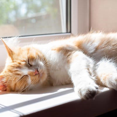 こんな飼い方はNG！猫の寿命を縮める5つの習慣, 1.ドライフードばかりを与えている, 2.トイレが不衛生、または数が少ない, 3.遊びや運動の機会が不足している, 4.爪切りやブラッシングを怠っている, 5.体調の変化を見落とし、病気の発見が遅れる, 今日からできる！猫の健康を守る正しい飼い方のコツ, 水分をとらせる工夫をしよう, 猫が快適に過ごせるトイレ環境を整える, 毎日数分でもいいから遊び時間をつくる, ケアはコミュニケーションの一環として習慣化