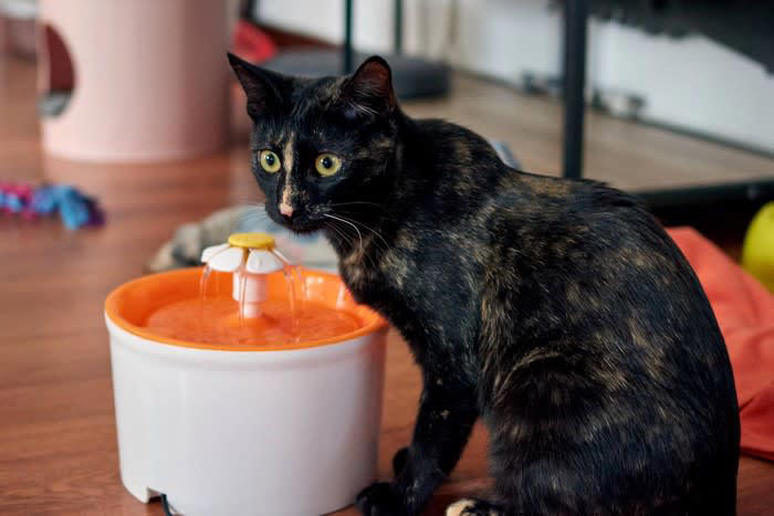 こんな飼い方はNG！猫の寿命を縮める5つの習慣, 1.ドライフードばかりを与えている, 2.トイレが不衛生、または数が少ない, 3.遊びや運動の機会が不足している, 4.爪切りやブラッシングを怠っている, 5.体調の変化を見落とし、病気の発見が遅れる, 今日からできる！猫の健康を守る正しい飼い方のコツ, 水分をとらせる工夫をしよう, 猫が快適に過ごせるトイレ環境を整える, 毎日数分でもいいから遊び時間をつくる, ケアはコミュニケーションの一環として習慣化