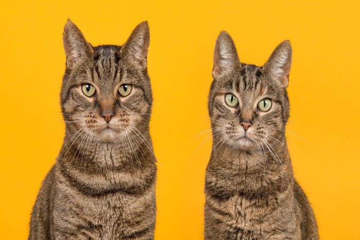 1. エネルギーを発散させる遊びを取り入れる, 2. スキンシップは猫のペースに合わせて, 3. テリトリーをしっかり確保してあげる, 4. 食事量と体重管理に気をつける, 1. 安心できる静かな環境を整える, 2. お手入れを通じたコミュニケーション, 3. 猫のペースを尊重する距離感, 4. トイレや寝床の清潔さを常にキープ