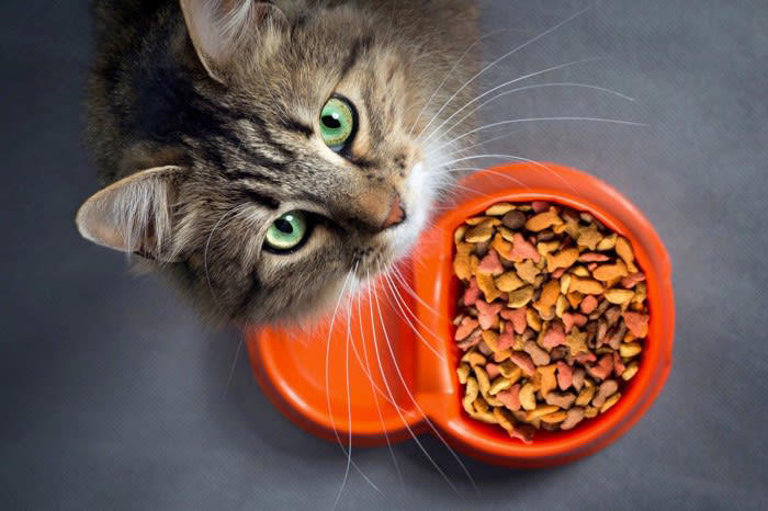 こんな飼い方はNG！猫の寿命を縮める5つの習慣, 1.ドライフードばかりを与えている, 2.トイレが不衛生、または数が少ない, 3.遊びや運動の機会が不足している, 4.爪切りやブラッシングを怠っている, 5.体調の変化を見落とし、病気の発見が遅れる, 今日からできる！猫の健康を守る正しい飼い方のコツ, 水分をとらせる工夫をしよう, 猫が快適に過ごせるトイレ環境を整える, 毎日数分でもいいから遊び時間をつくる, ケアはコミュニケーションの一環として習慣化