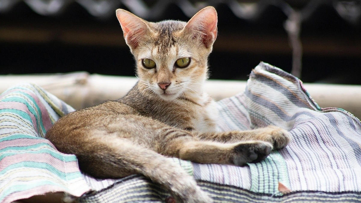 Kneading on you, Bringing you “gifts”, Sleeping close to you, Seeking comfort when scared, Purring during contact, Head-butting you, Meowing for attention, Licking or grooming you