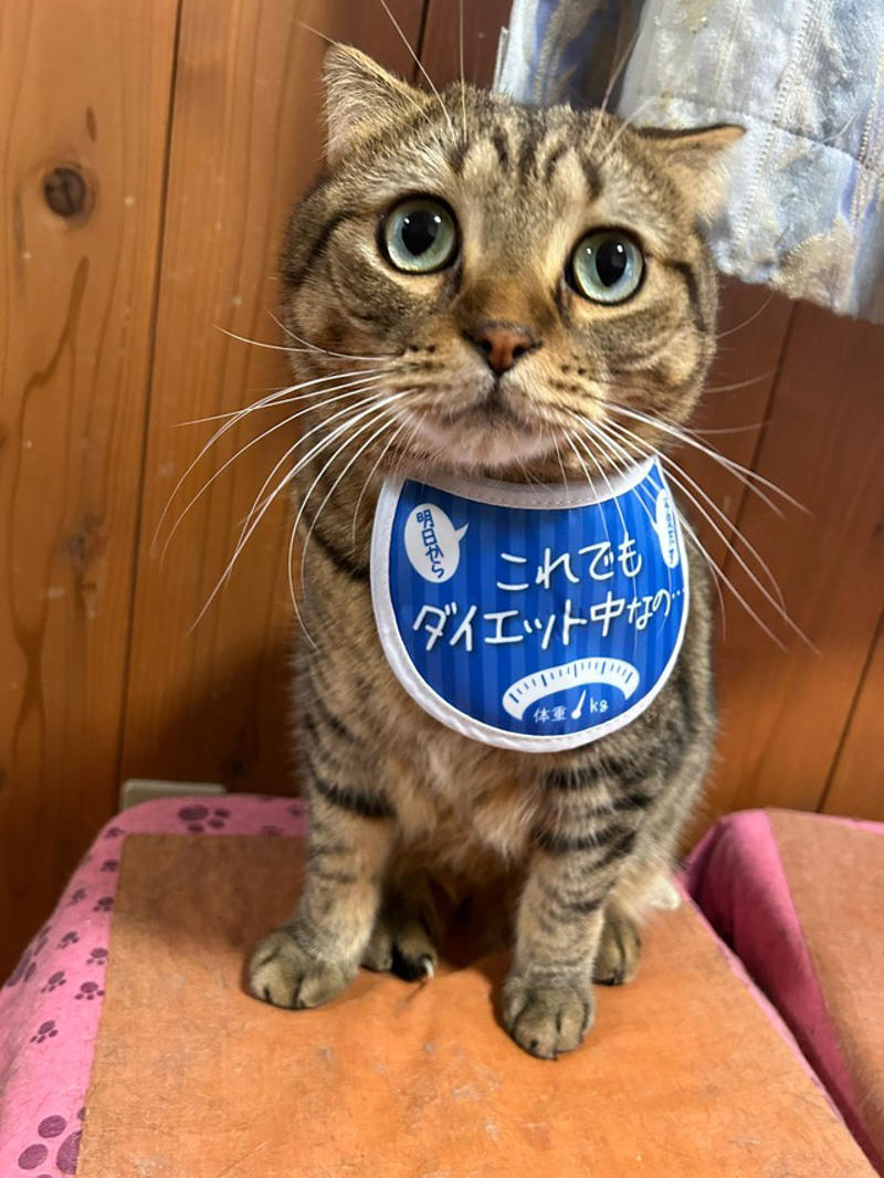 「軽い気持ちでポストしただけなのに…」飼い主さんも驚き, キジトラは本当に太りやすいのか？, 「体型より体調を重視」多頭飼いならではの悩みも, 「猫の“ふくよかさ”は飼い主の愛情の証かも？」