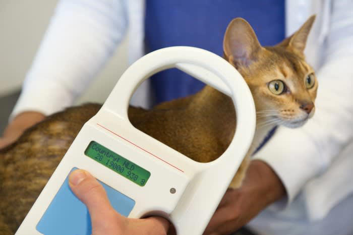 ロックダウン中に現れた猫, すっかり家族の一員に, マイクロチップには意外な事実が, 6年間の放浪の末に