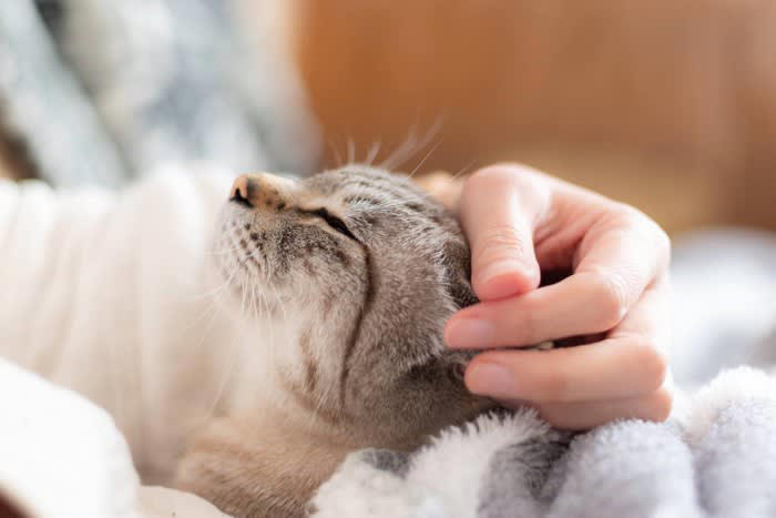 ロックダウン中に現れた猫, すっかり家族の一員に, マイクロチップには意外な事実が, 6年間の放浪の末に