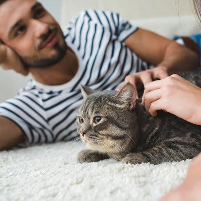 ロックダウン中に現れた猫, すっかり家族の一員に, マイクロチップには意外な事実が, 6年間の放浪の末に