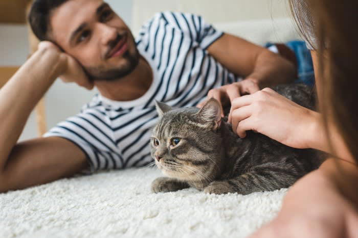 ロックダウン中に現れた猫, すっかり家族の一員に, マイクロチップには意外な事実が, 6年間の放浪の末に