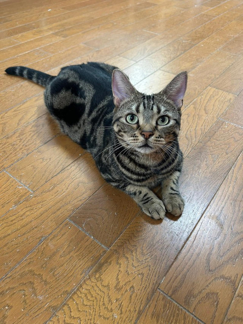 「軽い気持ちでポストしただけなのに…」飼い主さんも驚き, キジトラは本当に太りやすいのか？, 「体型より体調を重視」多頭飼いならではの悩みも, 「猫の“ふくよかさ”は飼い主の愛情の証かも？」