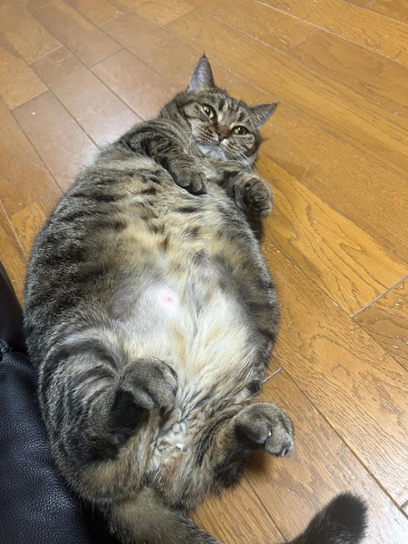 「軽い気持ちでポストしただけなのに…」飼い主さんも驚き, キジトラは本当に太りやすいのか？, 「体型より体調を重視」多頭飼いならではの悩みも, 「猫の“ふくよかさ”は飼い主の愛情の証かも？」