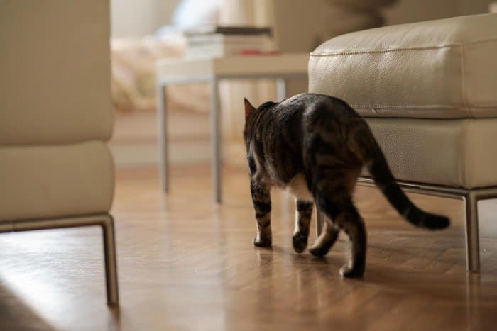 猫が分離不安症になる原因とは？, 猫の分離不安症によくある6つの兆候, 1.異常に鳴き続ける, 2.在宅時の過剰な甘え, 3.トイレ以外での排泄, 4.過剰なグルーミング, 5.食欲に波がある, 6.物の破壊やいたずら行動, 分離不安症かなと思ったときの対処法