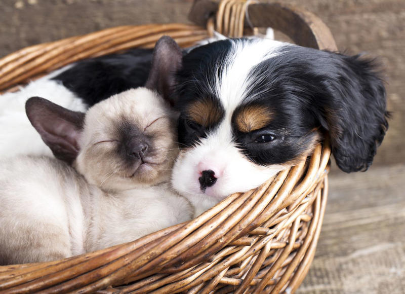 5) Cavalier King Charles Spaniel