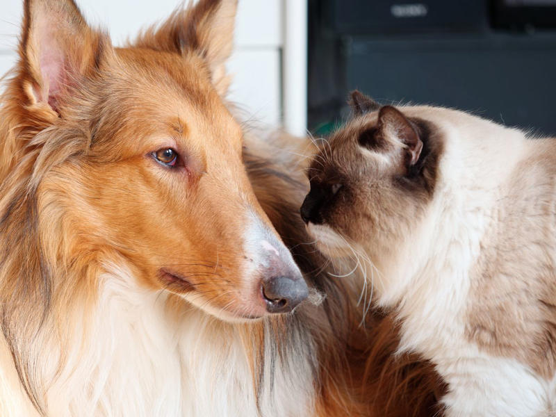 6) Collies
