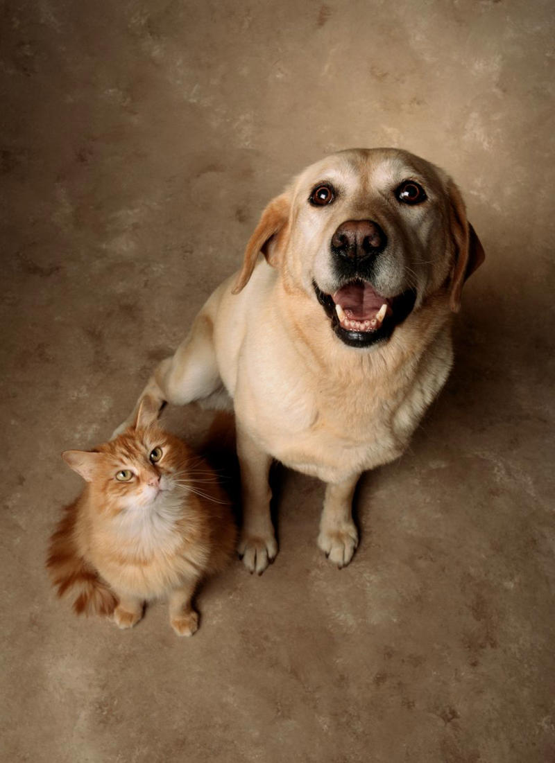 2) Labrador Retriever