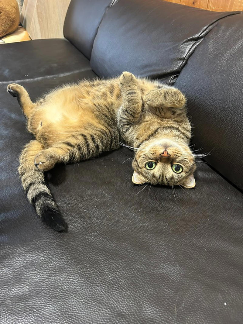 「軽い気持ちでポストしただけなのに…」飼い主さんも驚き, キジトラは本当に太りやすいのか？, 「体型より体調を重視」多頭飼いならではの悩みも, 「猫の“ふくよかさ”は飼い主の愛情の証かも？」