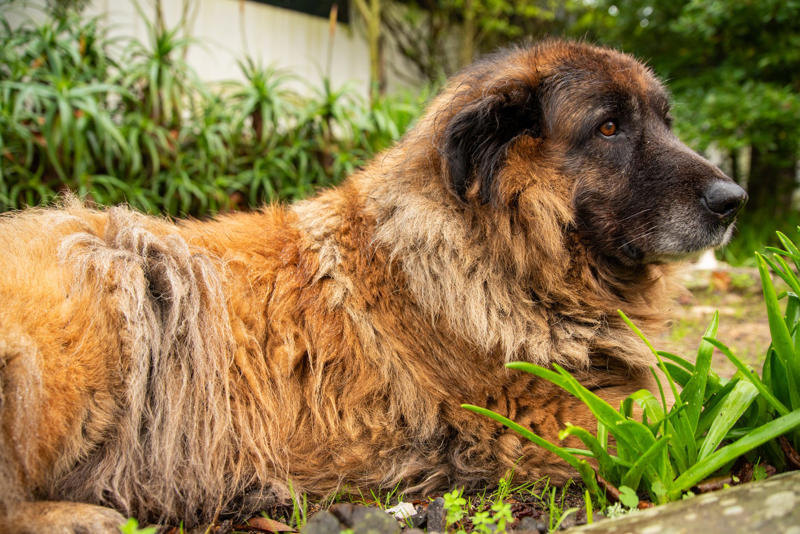 Estrela mountain dog American Staffordshire terrier, Black Russian terrier, Chesapeake Bay retriever, Estrela mountain dog, Anatolian shepherd, Great Dane, Rhodesian ridgeback