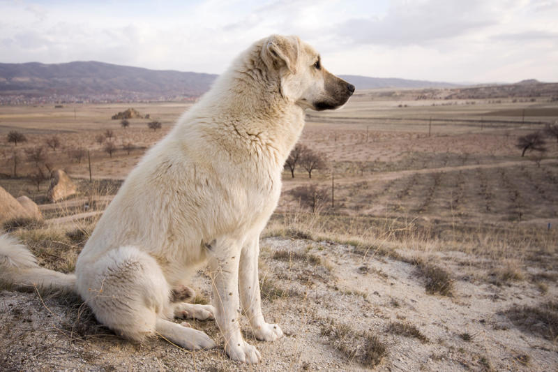 Anatolian shepherd American Staffordshire terrier, Black Russian terrier, Chesapeake Bay retriever, Estrela mountain dog, Anatolian shepherd, Great Dane, Rhodesian ridgeback