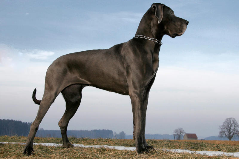 Great Dane American Staffordshire terrier, Black Russian terrier, Chesapeake Bay retriever, Estrela mountain dog, Anatolian shepherd, Great Dane, Rhodesian ridgeback