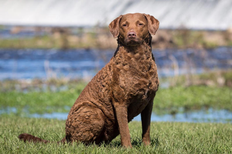 Chesapeake Bay retriever American Staffordshire terrier, Black Russian terrier, Chesapeake Bay retriever, Estrela mountain dog, Anatolian shepherd, Great Dane, Rhodesian ridgeback
