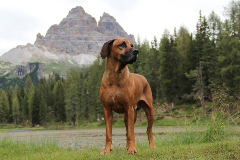 Rhodesian ridgeback American Staffordshire terrier, Black Russian terrier, Chesapeake Bay retriever, Estrela mountain dog, Anatolian shepherd, Great Dane, Rhodesian ridgeback