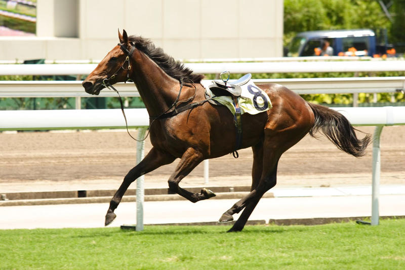 Boy Horse Names, Girl Horse Names, Unique Horse Names, Racehorse Names , Horse Names Inspired by Food, Famous Horse Names from TV, Film, and Books