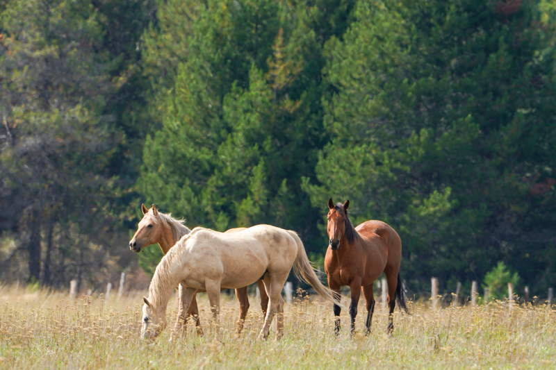 Boy Horse Names, Girl Horse Names, Unique Horse Names, Racehorse Names , Horse Names Inspired by Food, Famous Horse Names from TV, Film, and Books
