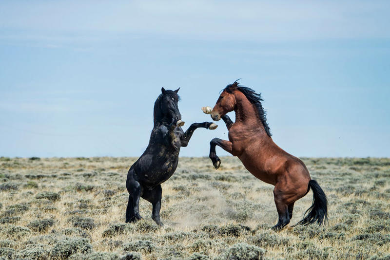 Boy Horse Names, Girl Horse Names, Unique Horse Names, Racehorse Names , Horse Names Inspired by Food, Famous Horse Names from TV, Film, and Books