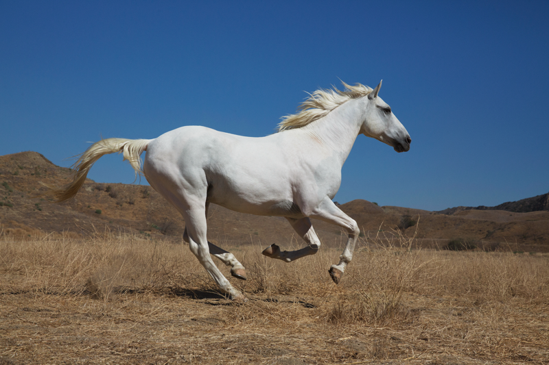 Boy Horse Names, Girl Horse Names, Unique Horse Names, Racehorse Names , Horse Names Inspired by Food, Famous Horse Names from TV, Film, and Books