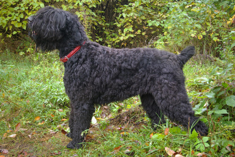 Black Russian terrier American Staffordshire terrier, Black Russian terrier, Chesapeake Bay retriever, Estrela mountain dog, Anatolian shepherd, Great Dane, Rhodesian ridgeback