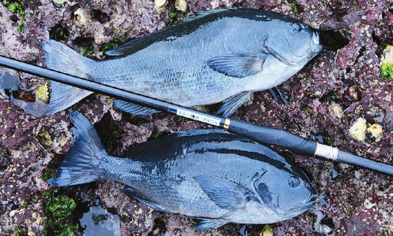 シーバスの釣りシーズン, シーバスの釣り方, ― ボートシーバス, ― ライトジギング, ― 電気ウキ釣り, シーバスの食べ方, ― ムニエル／ポワレ