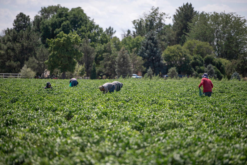 Where to get your Pueblo chiles, Crites Produce, Peppers & Petals LLC, Vic Mauro Produce, Milberger Farms, Mauro Farms and Bakery, Di Santi Farms, DiTomaso Farms, Musso Farms
