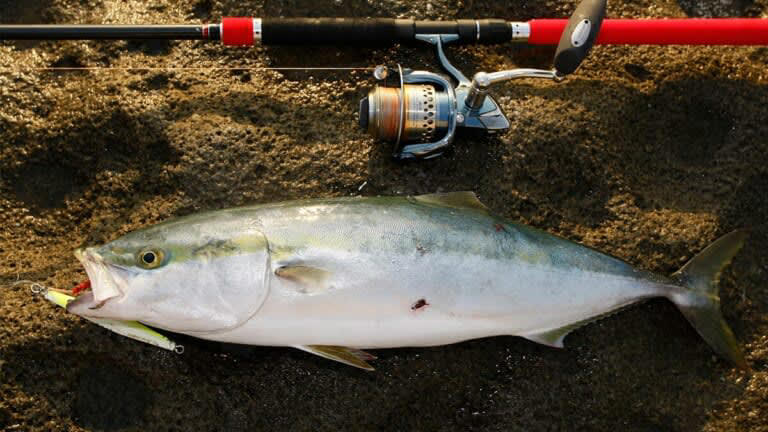 シーバスの釣りシーズン, シーバスの釣り方, ― ボートシーバス, ― ライトジギング, ― 電気ウキ釣り, シーバスの食べ方, ― ムニエル／ポワレ