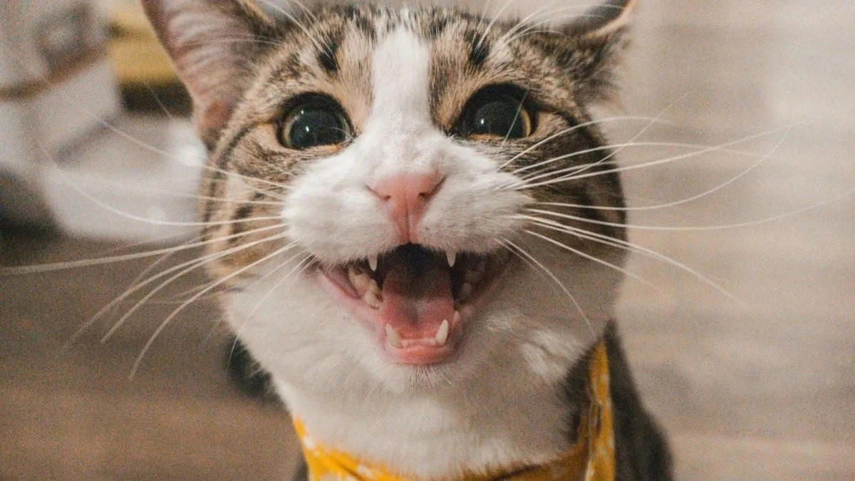 Kneading on you, Bringing you “gifts”, Sleeping close to you, Seeking comfort when scared, Purring during contact, Head-butting you, Meowing for attention, Licking or grooming you