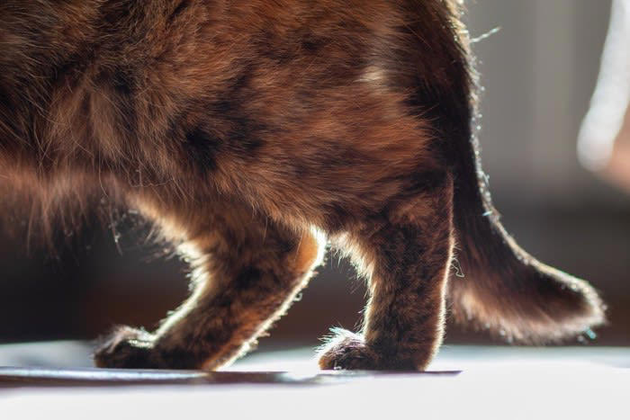 猫の「お腹がタプタプたるんでいる」4つの理由, 1.ルーズスキンによるもの, 2.肥満によるもの, 3.加齢による皮膚のたるみ, 4.出産経験によるもの, お腹のたるみが気になる場合のチェックポイント, こんな症状が出ていたら病院へ