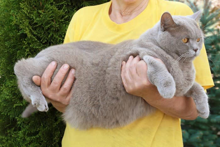 猫の「お腹がタプタプたるんでいる」4つの理由, 1.ルーズスキンによるもの, 2.肥満によるもの, 3.加齢による皮膚のたるみ, 4.出産経験によるもの, お腹のたるみが気になる場合のチェックポイント, こんな症状が出ていたら病院へ