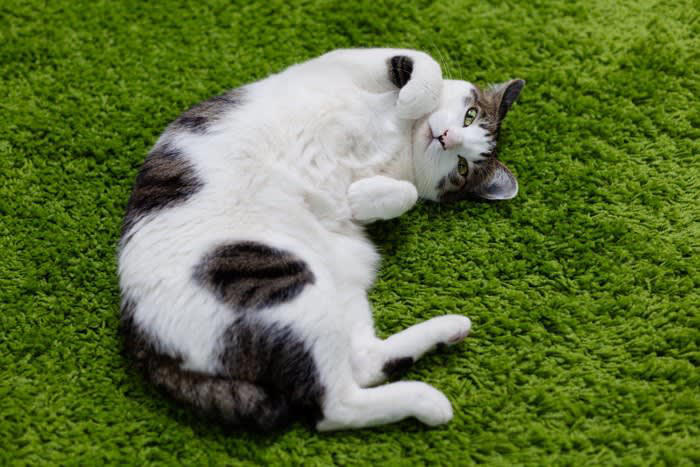 猫の「お腹がタプタプたるんでいる」4つの理由, 1.ルーズスキンによるもの, 2.肥満によるもの, 3.加齢による皮膚のたるみ, 4.出産経験によるもの, お腹のたるみが気になる場合のチェックポイント, こんな症状が出ていたら病院へ