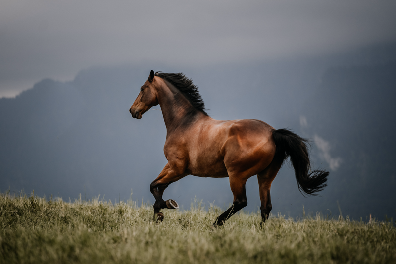Boy Horse Names, Girl Horse Names, Unique Horse Names, Racehorse Names , Horse Names Inspired by Food, Famous Horse Names from TV, Film, and Books