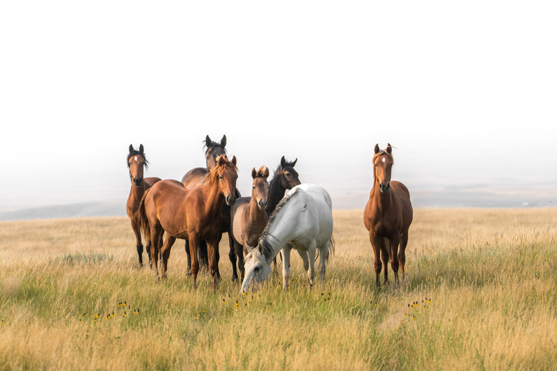 Boy Horse Names, Girl Horse Names, Unique Horse Names, Racehorse Names , Horse Names Inspired by Food, Famous Horse Names from TV, Film, and Books
