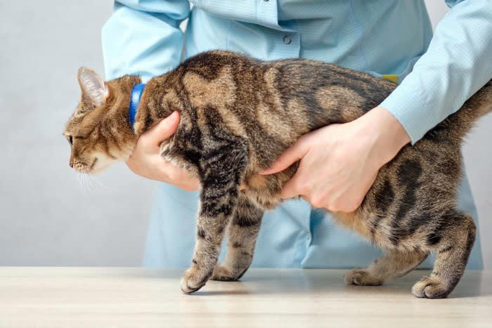 猫の「お腹がタプタプたるんでいる」4つの理由, 1.ルーズスキンによるもの, 2.肥満によるもの, 3.加齢による皮膚のたるみ, 4.出産経験によるもの, お腹のたるみが気になる場合のチェックポイント, こんな症状が出ていたら病院へ