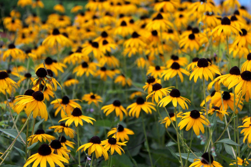 Black-eyed Susans, Ice plants, Coreopsis ‘Moonbeam’, Switchgrass