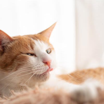 1.飼い主さんのニオイを混ぜるため, 2.毛並みを整えるため, 3.汚れ・ニオイを取り除くため, 4.気持ちを落ち着かせるため