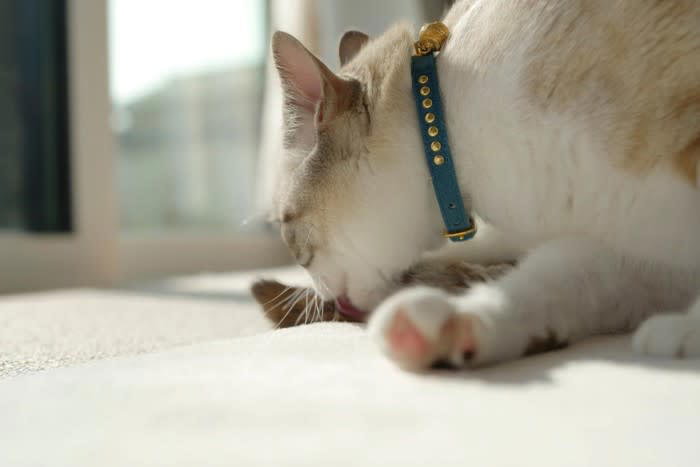 1.飼い主さんのニオイを混ぜるため, 2.毛並みを整えるため, 3.汚れ・ニオイを取り除くため, 4.気持ちを落ち着かせるため