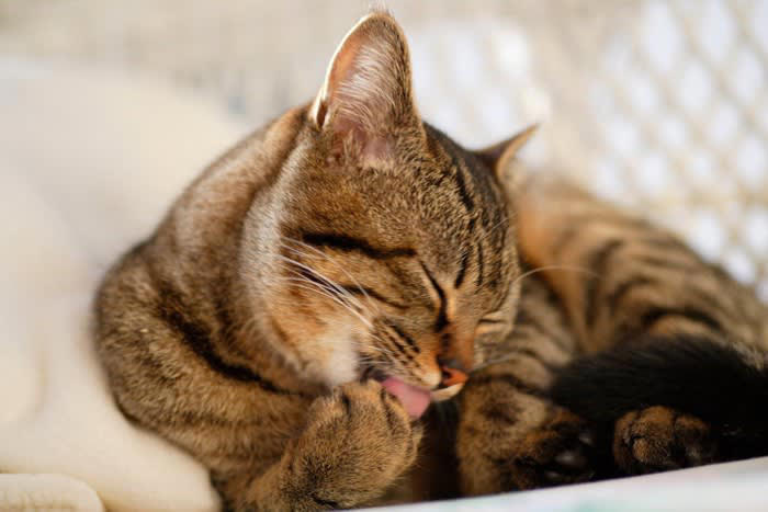 1.飼い主さんのニオイを混ぜるため, 2.毛並みを整えるため, 3.汚れ・ニオイを取り除くため, 4.気持ちを落ち着かせるため