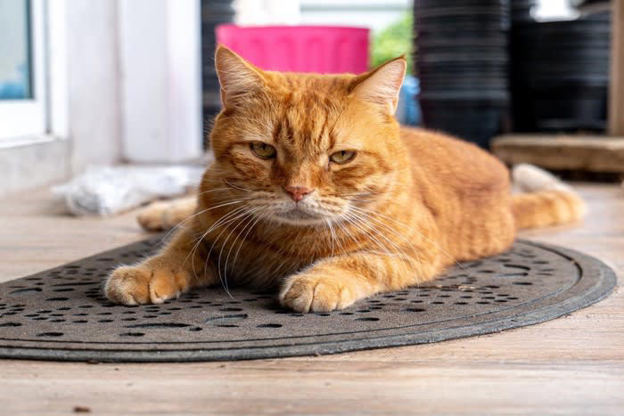 猫が珪藻土マットを好む理由, 1.猫が好む感触をしている, 2.四季を通して快適な触感, 3.用途によっては飼い主さんのニオイがついている, 猫が舐めたり体を擦り付けたりしても大丈夫？珪藻土マットの安全性