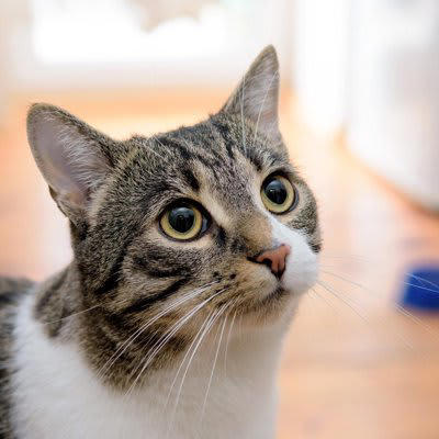 猫を『無視し続ける』のが絶対にNGな理由とは？, 1.信頼関係が崩れるリスクがある, 2.猫の心身に悪影響が出る可能性も, 3.問題行動がエスカレートすることがある, 短い時間でもコミュニケーションを大切にする