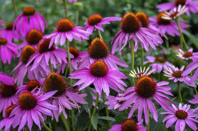 Summer Phlox, Speedwell, Tickseed, Black-eyed Susan, Agapanthus, Spotted Bellflower, Lamb’s Ear, Cranesbill, Coneflower