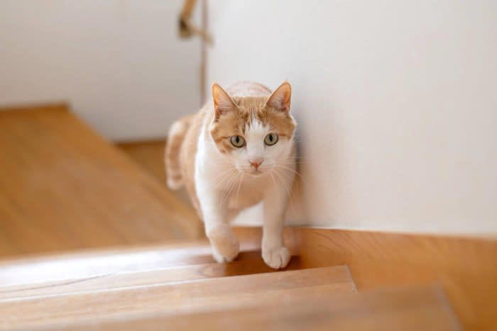 猫が『追われると逃げてしまう』ときの気持ち4選, 1.イヤな予感がする, 2.じっと見つめられて怖い, 3.パーソナルスペースに入らないでほしい, 4.追いかけっこが楽しい, どうしても猫を捕まえたいときの対処法