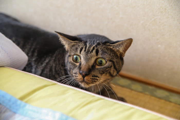 猫が『追われると逃げてしまう』ときの気持ち4選, 1.イヤな予感がする, 2.じっと見つめられて怖い, 3.パーソナルスペースに入らないでほしい, 4.追いかけっこが楽しい, どうしても猫を捕まえたいときの対処法