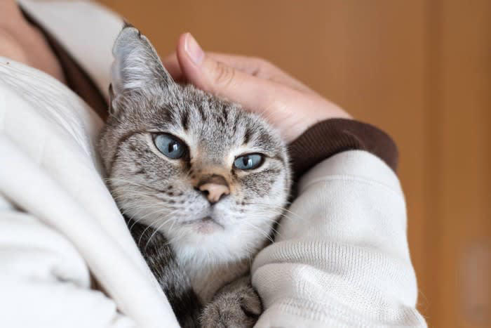 猫が『追われると逃げてしまう』ときの気持ち4選, 1.イヤな予感がする, 2.じっと見つめられて怖い, 3.パーソナルスペースに入らないでほしい, 4.追いかけっこが楽しい, どうしても猫を捕まえたいときの対処法