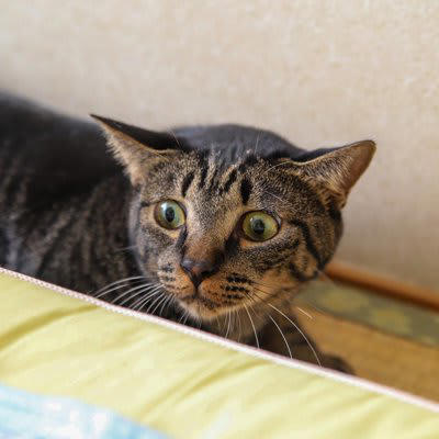 猫が『追われると逃げてしまう』ときの気持ち4選, 1.イヤな予感がする, 2.じっと見つめられて怖い, 3.パーソナルスペースに入らないでほしい, 4.追いかけっこが楽しい, どうしても猫を捕まえたいときの対処法